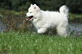 SAMOYEDE 084